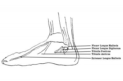 Drawings Of The Foot 7
