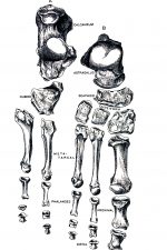Diagrams Of The Foot 1
