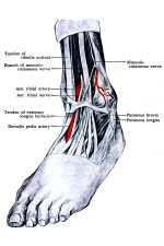 Diagrams Of The Foot 16