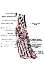 Diagrams Of The Foot 17