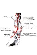 Diagrams Of The Foot 18