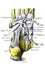 Diagrams Of The Foot 4