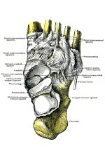 Diagrams Of The Foot 6