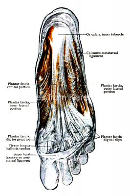 Diagrams Of The Foot 11