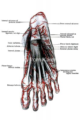 Diagrams Of The Foot 13