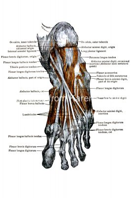 Diagrams Of The Foot 15