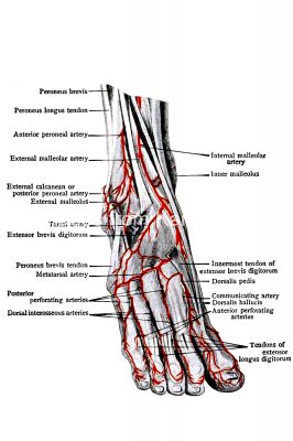 Diagrams Of The Foot 17