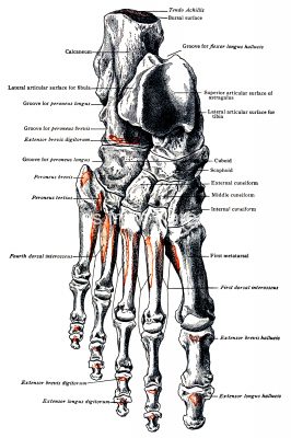 Diagrams Of The Foot 3