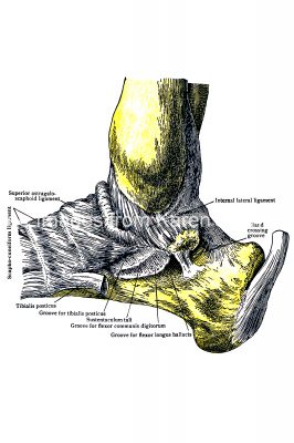 Diagrams Of The Foot 7