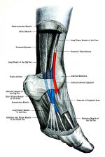 Foot Diagrams 1