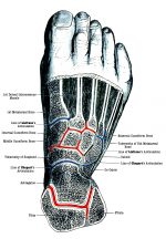 Foot Diagrams 12