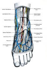 Foot Diagrams 2