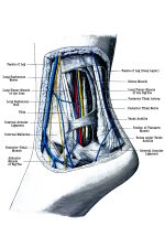 Foot Diagrams 3