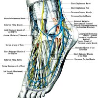 Foot Diagrams
