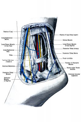 Foot Diagrams 3