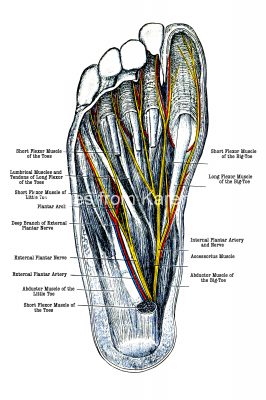 Foot Diagrams 4