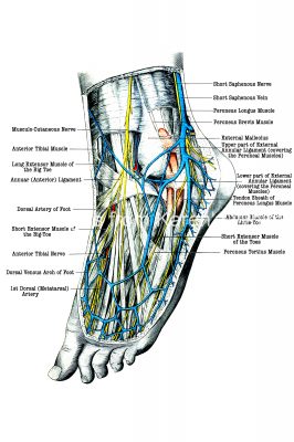Foot Diagrams 5