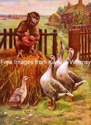 Funny Monkey Pictures 3 - Monkey Feeding Geese