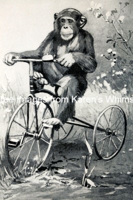 Funny Monkey Pictures 4 - A Chimp Rides a Bicycle