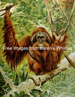 Funny Monkey Pictures 6 - Orangutang in a Tree