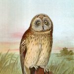 Bird Images 1 - Short Earred Owl