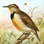 Bird Images 4 - Meadowlark