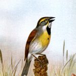 Bird Images 6 - A Singing Dickcissel