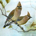 Bird Images 7 - Cedar Waxwings
