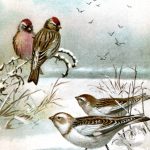 Bird Images 9 - Redpolls and Snowflakes