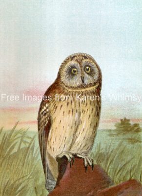 Bird Images 1 - Short Earred Owl
