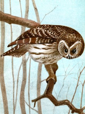 Bird Images 2 - Barred Owl