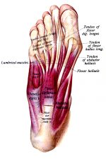 The Anatomy Of The Foot 10