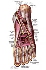 The Anatomy Of The Foot 11