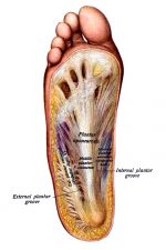 The Anatomy Of The Foot 12