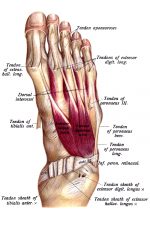 The Anatomy Of The Foot 13