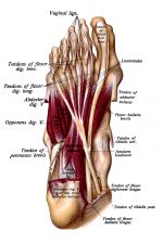 The Anatomy Of The Foot 14