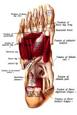 The Anatomy Of The Foot 15