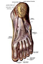 The Anatomy Of The Foot 2