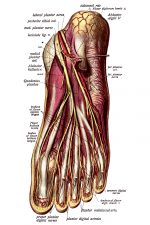 The Anatomy Of The Foot 3