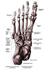 The Anatomy Of The Foot 4
