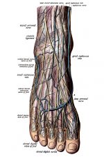 The Anatomy Of The Foot 5
