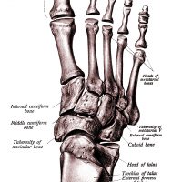 The Anatomy of the Foot