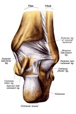 The Anatomy Of The Foot 8
