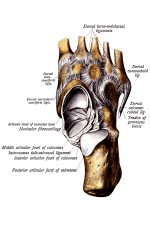 The Anatomy Of The Foot 9