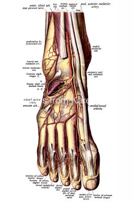 The Anatomy Of The Foot 1