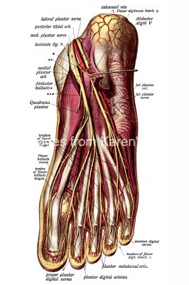 The Anatomy Of The Foot 3