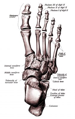 The Anatomy Of The Foot 6