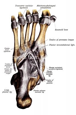 The Anatomy Of The Foot 7