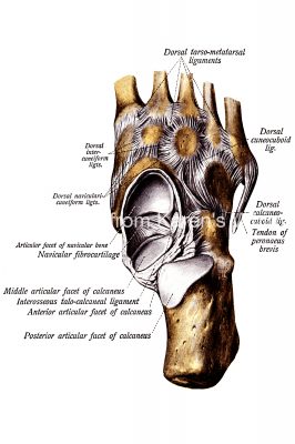 The Anatomy Of The Foot 9