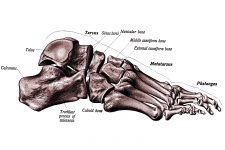 Foot Anatomy 1